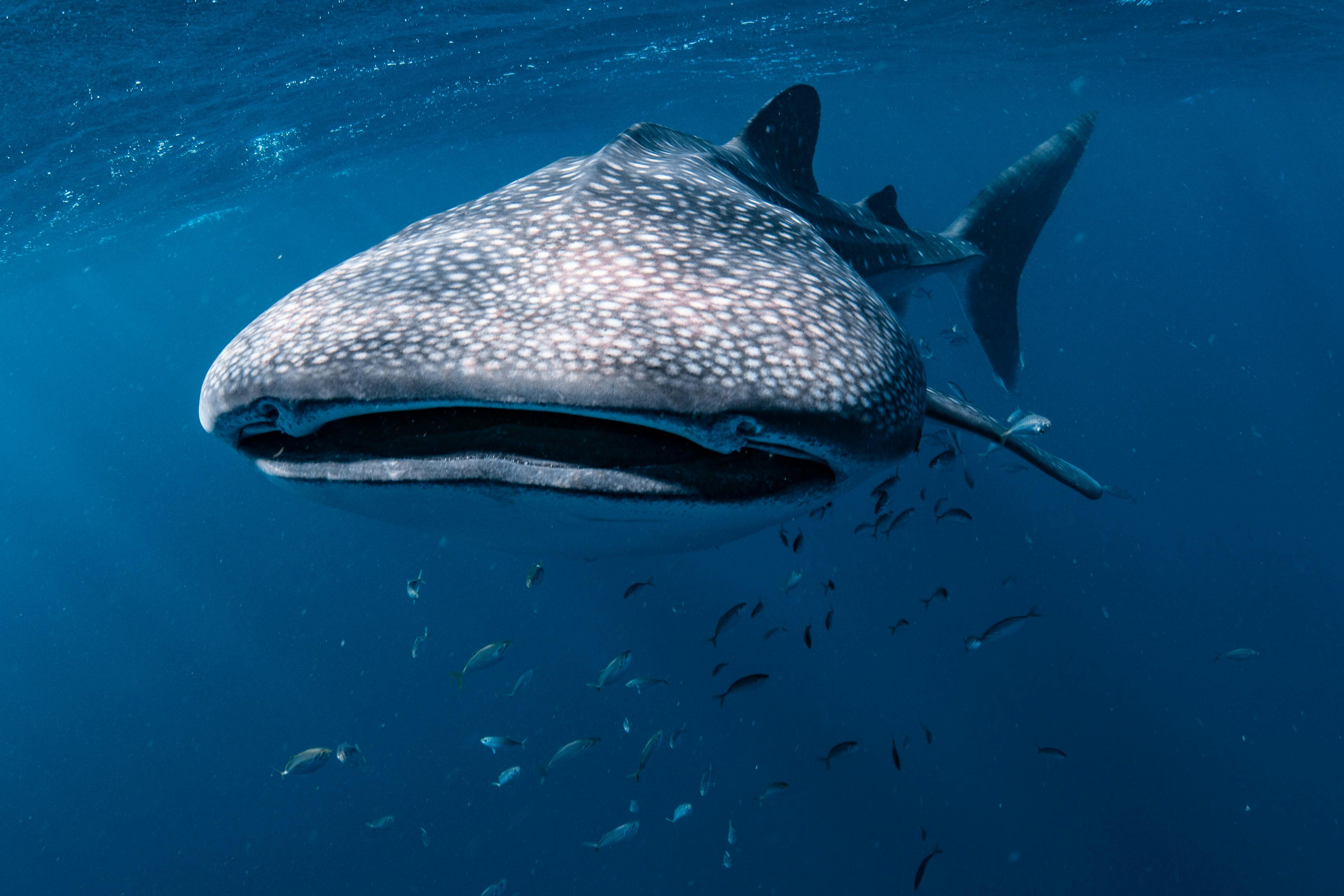 Ningaloo whale sharks