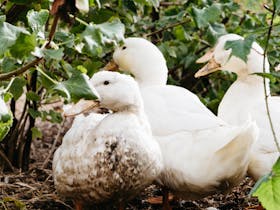 Close up of white ducks in Kitchen Garden