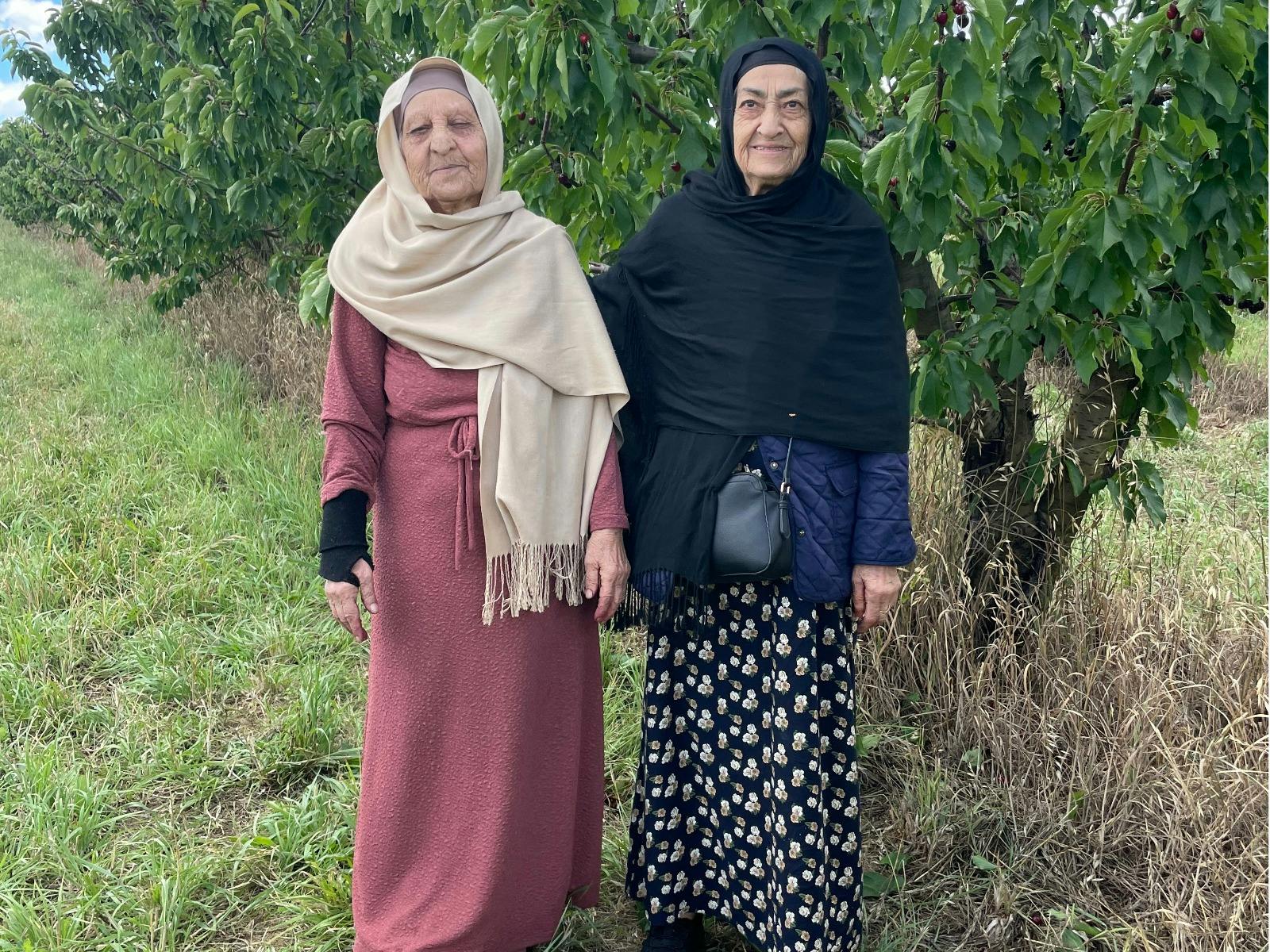 Hillside Harvest Fruit Picking
