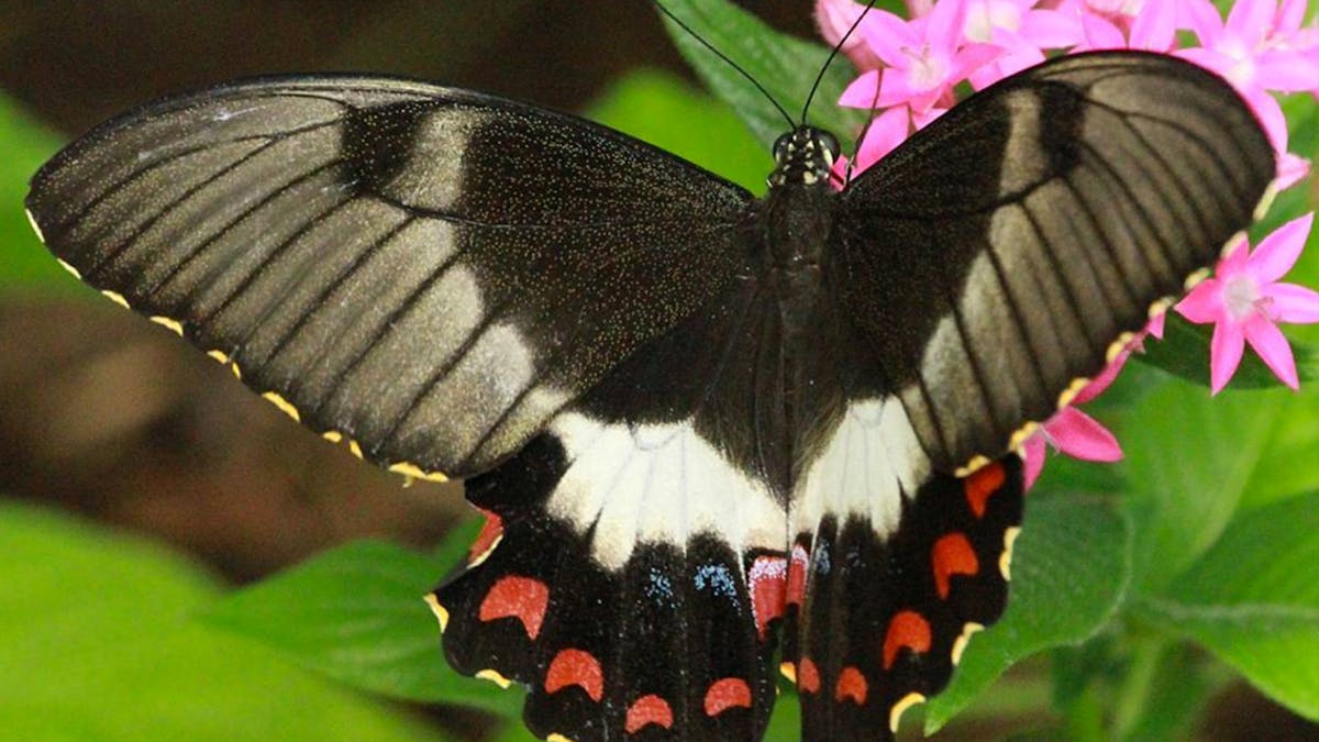 Close up of a female Orchard Sawallowtail butterfly spreading wings open.