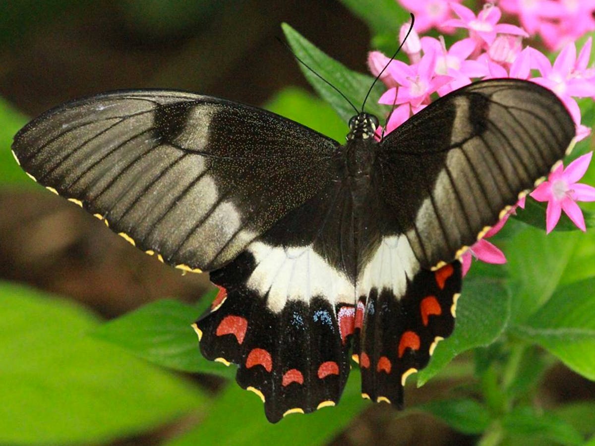 Orchard Butterfly at The Australian Butterfly Sanctuary