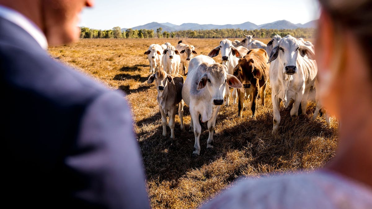 Cattle at The Creek Whitsundays
