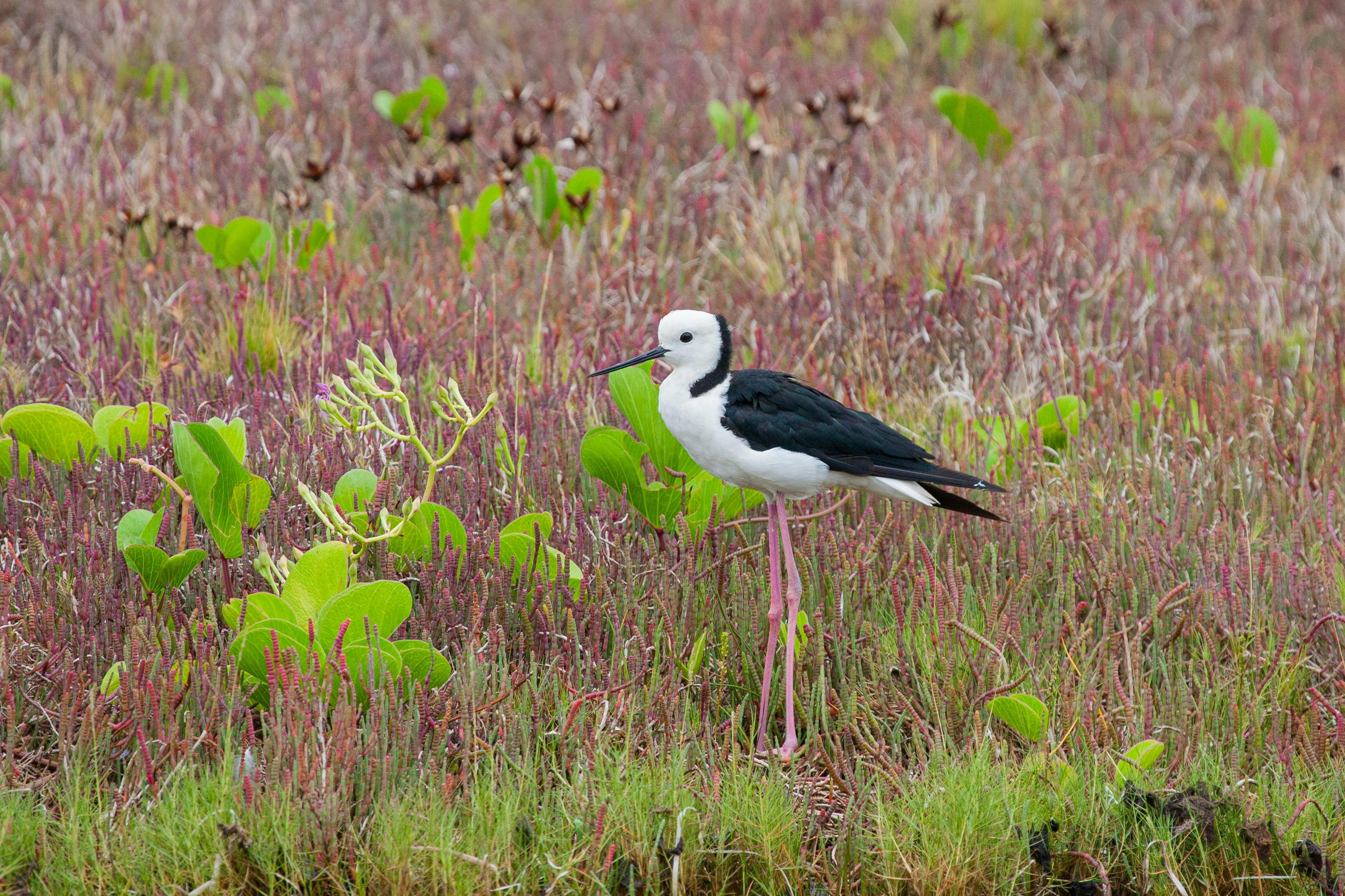 Kakadu Beach Bribie island