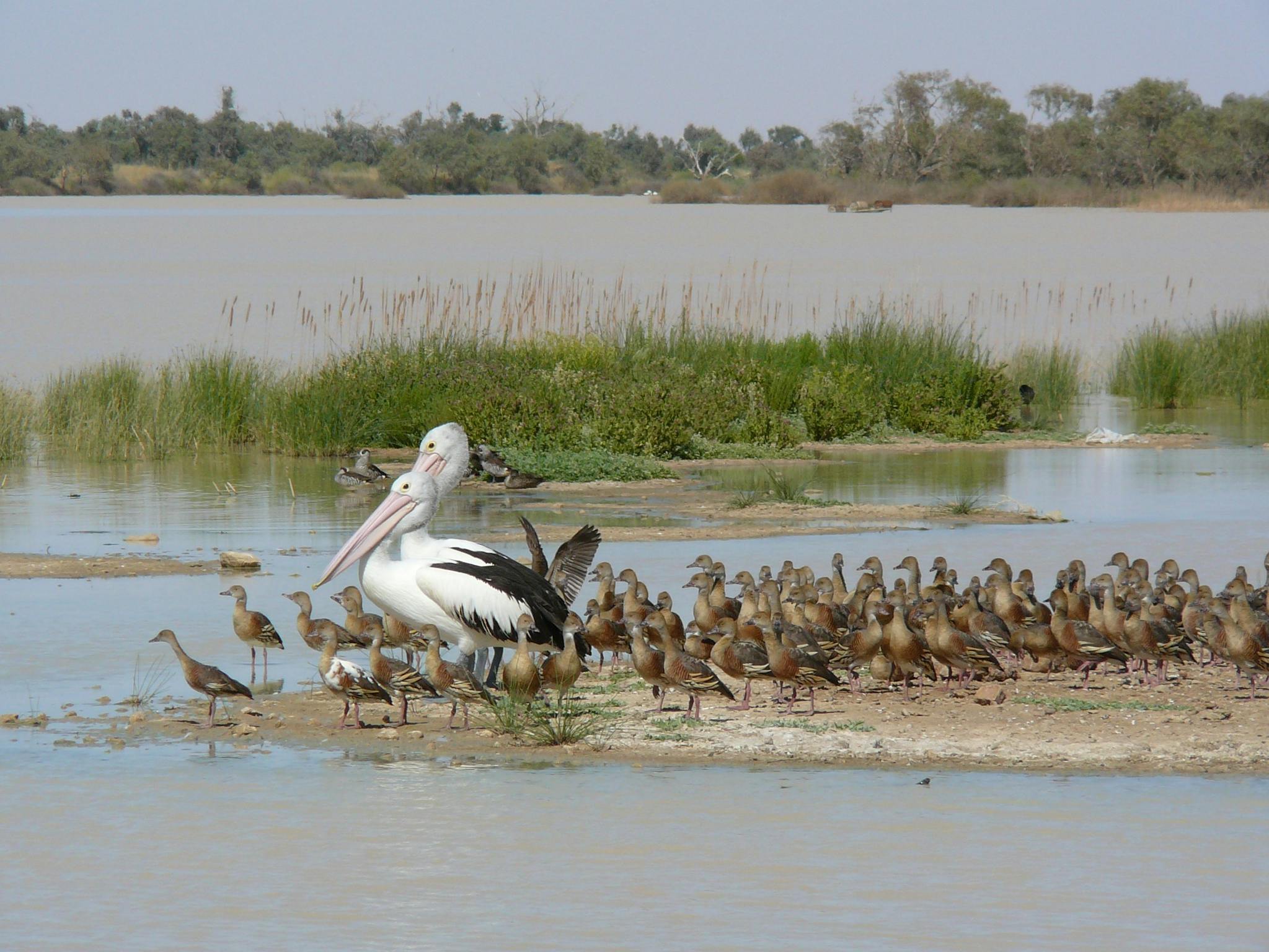 Birds on the Billabong at Birdsville