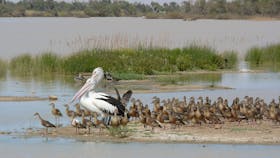 Birds on the Billabong at Birdsville