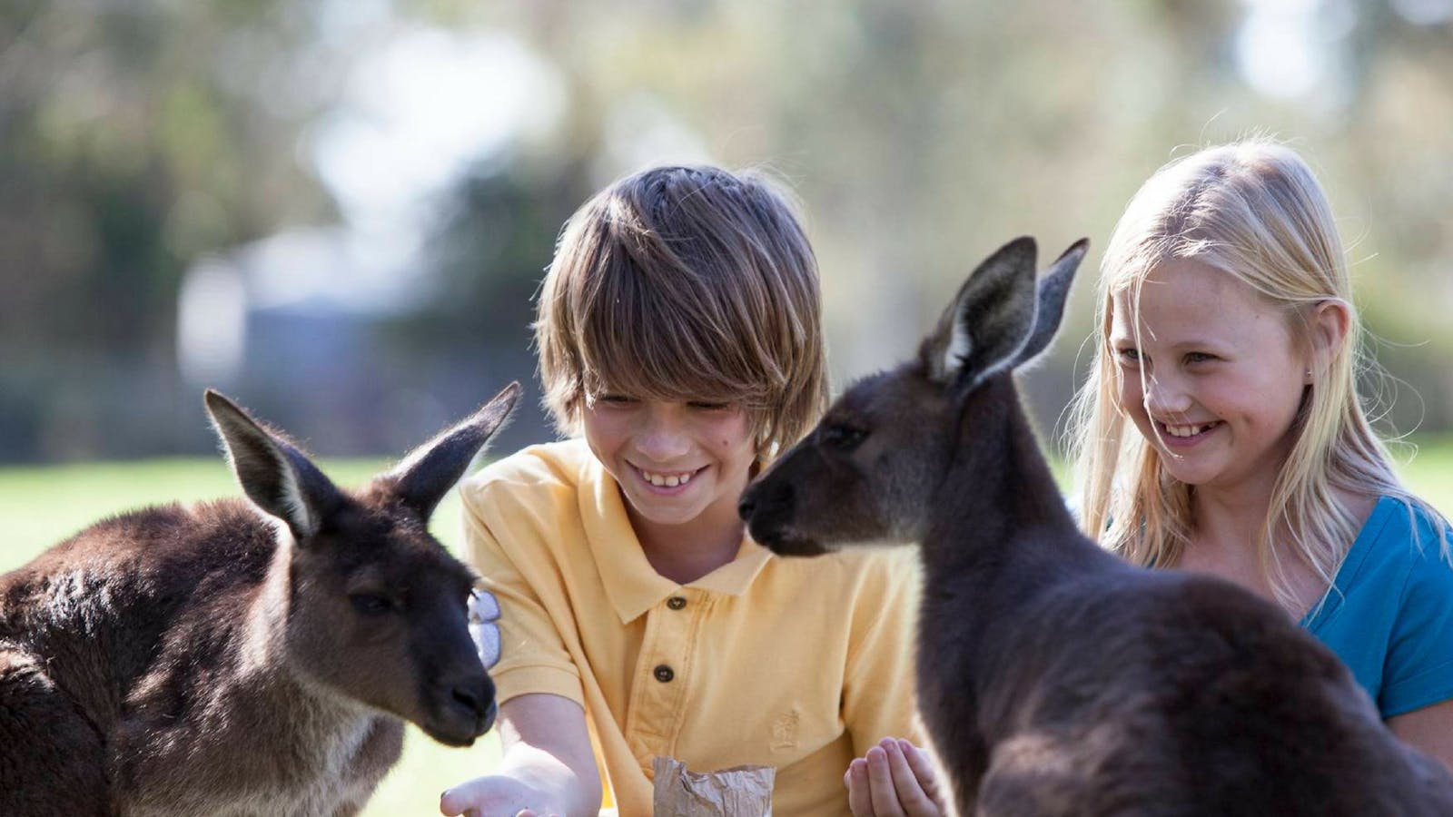 Cleland Wildlife Park