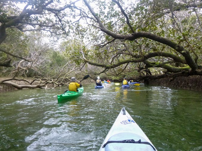 Little Bunyips Dolphin Sanctuary Kayaking Adventure