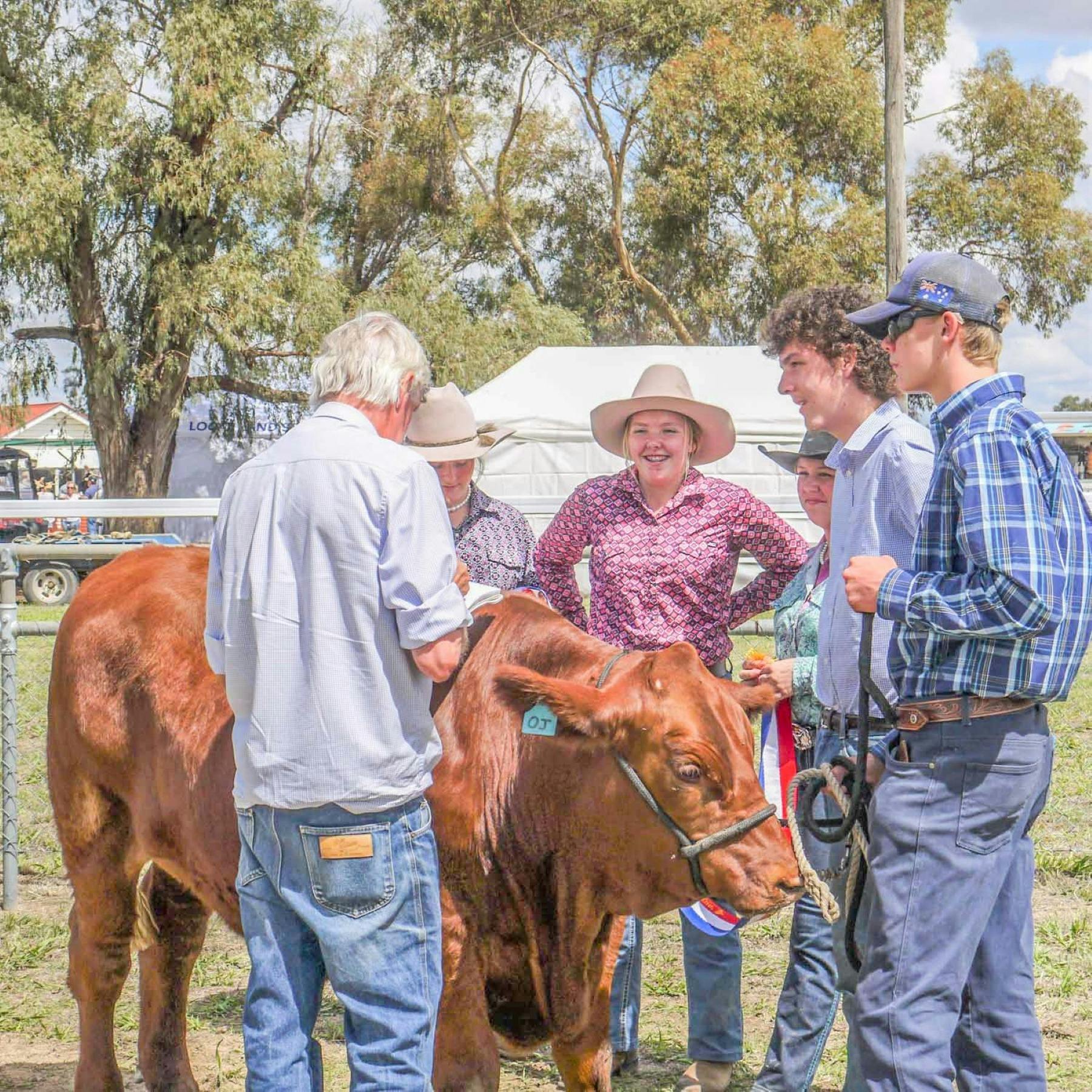 Cow being judged
