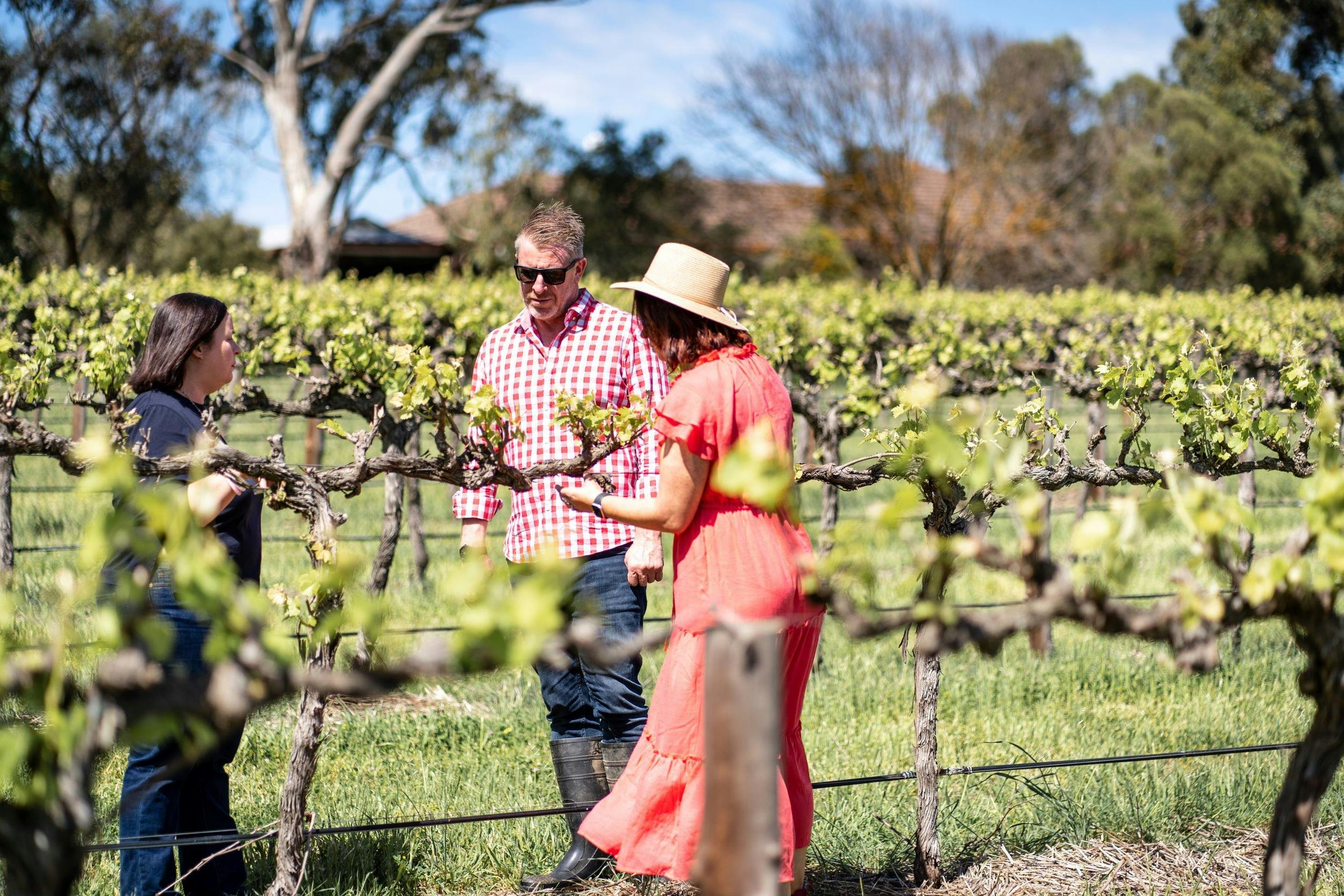 Guests looking at the leaves on the grapevines