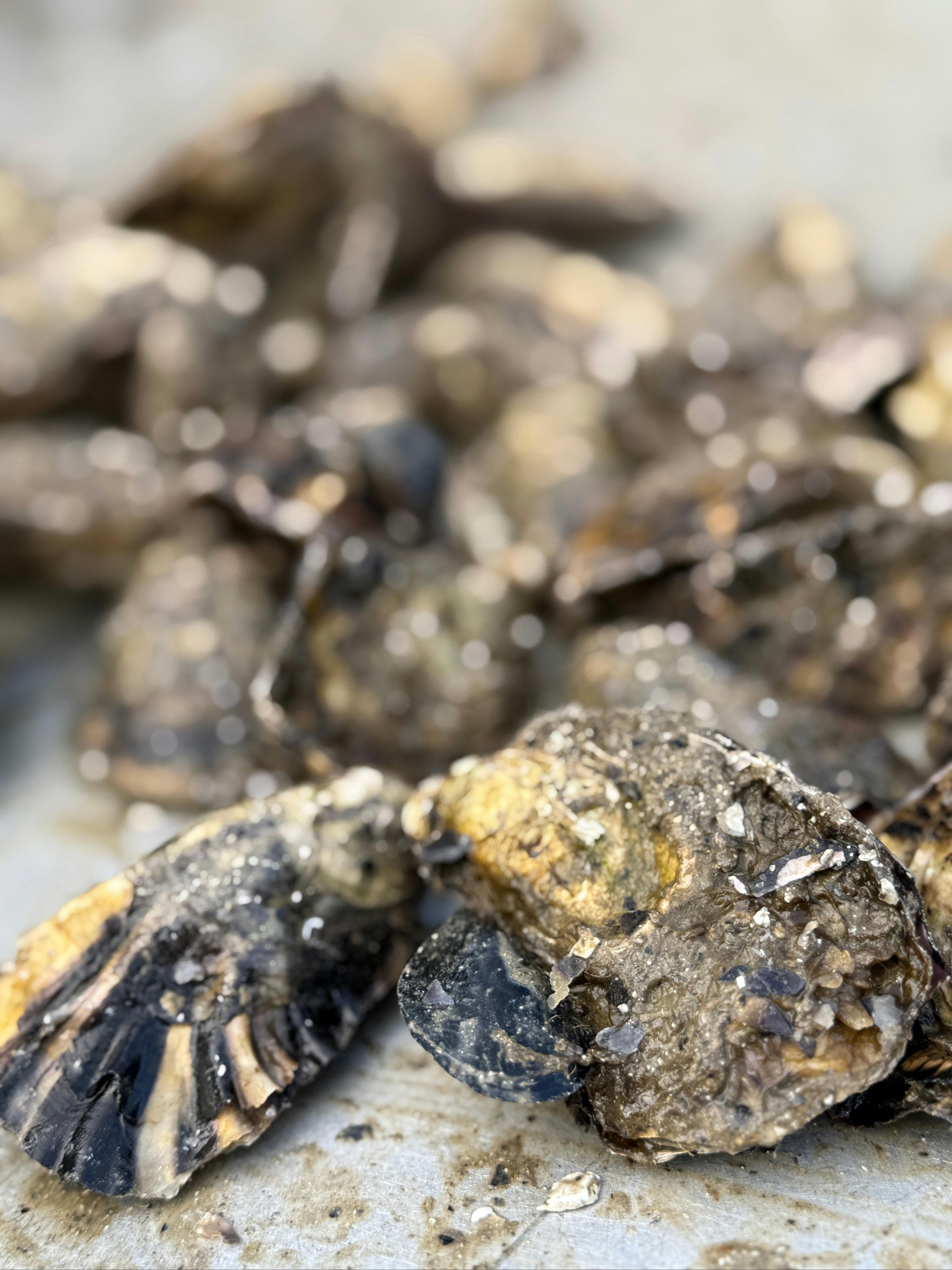 Oysters about to be shucked in the processing room