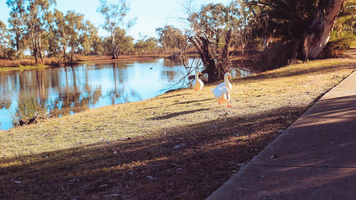 Geese by the Yelarbon Lagoon