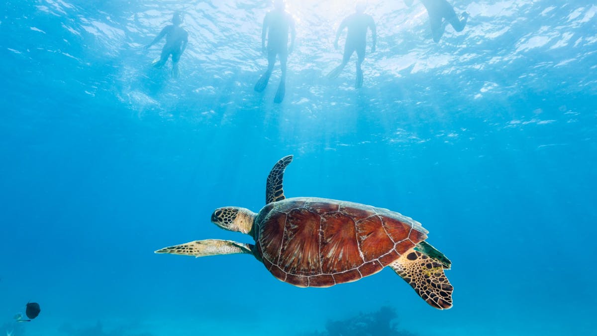 Calypso Reef Cruises - Port Douglas