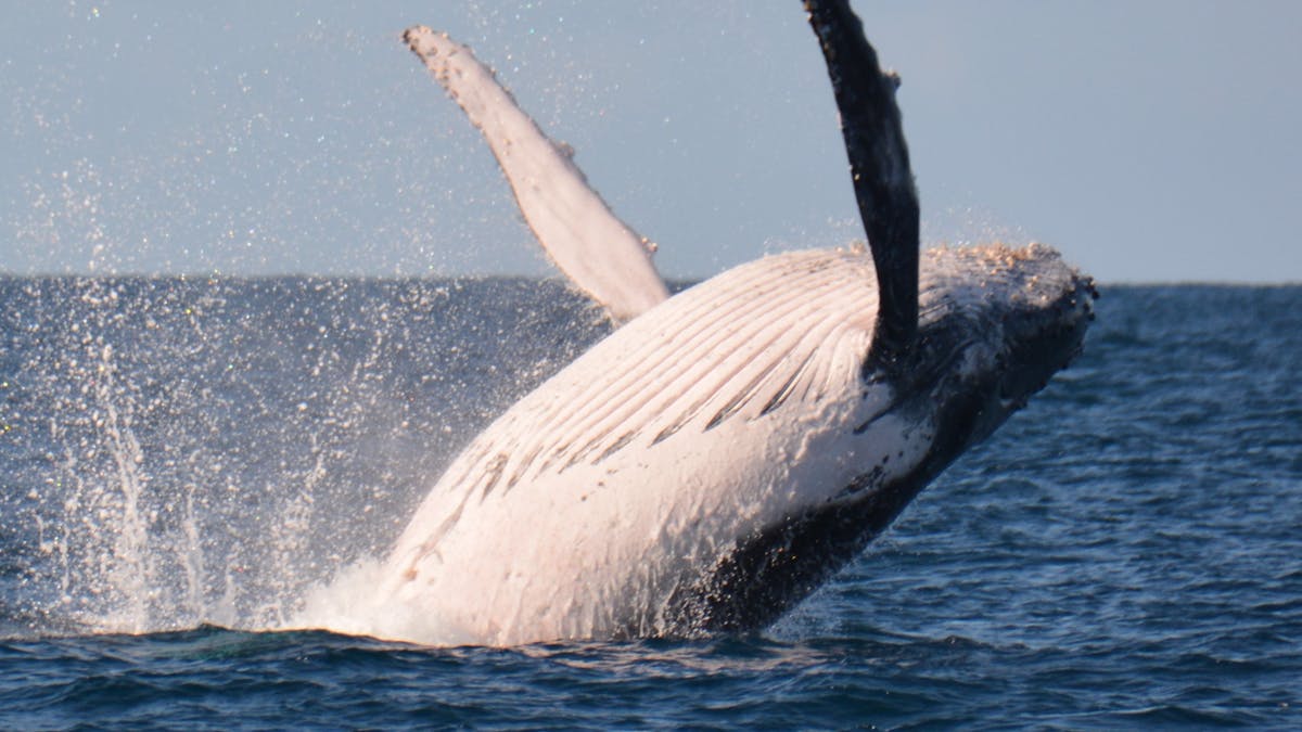 A Humpback whale that has swum all the way from Antartica for the warm tropical Queensland waters