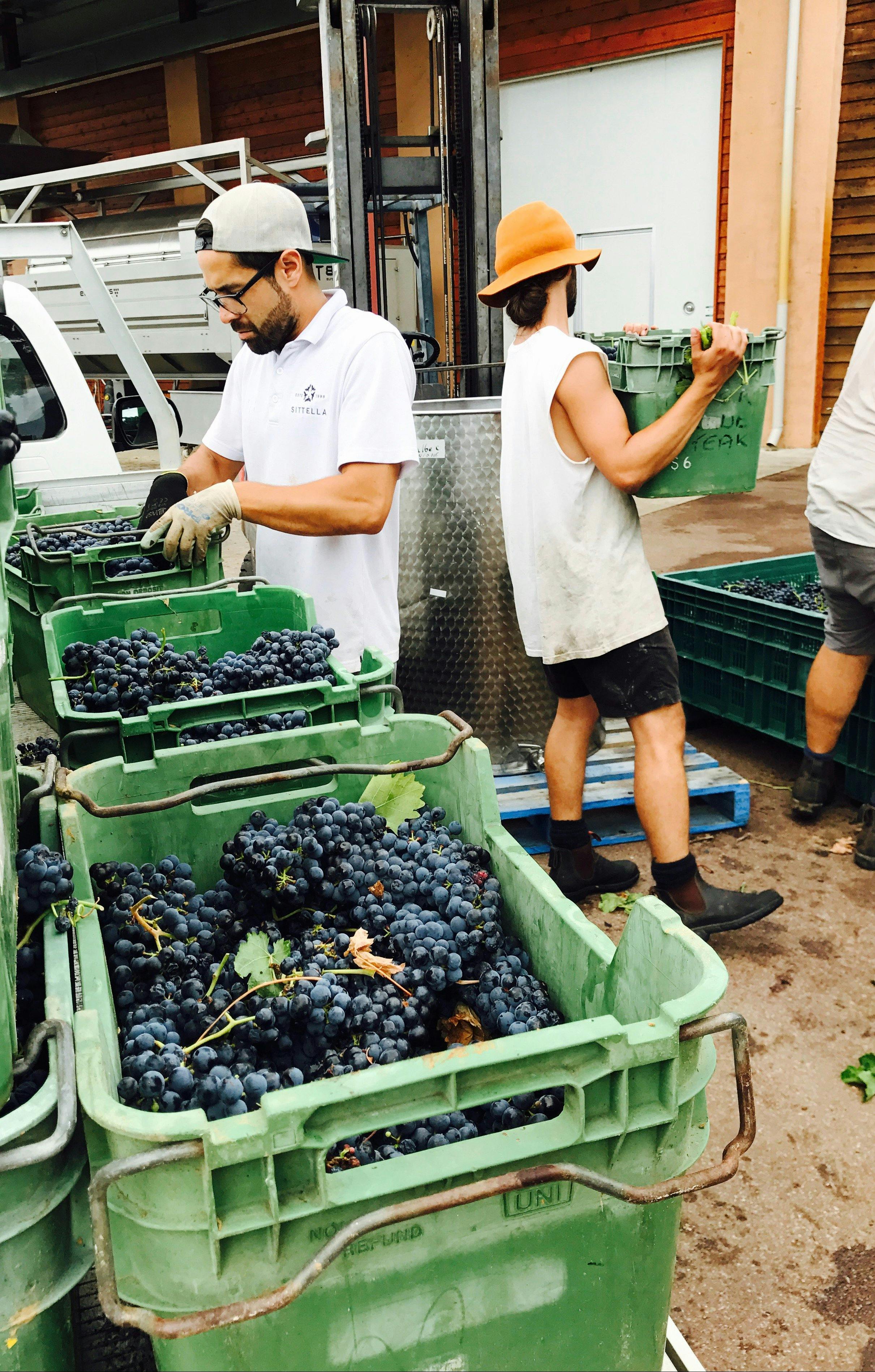 Vintage Time, winemaker checking the fruit.