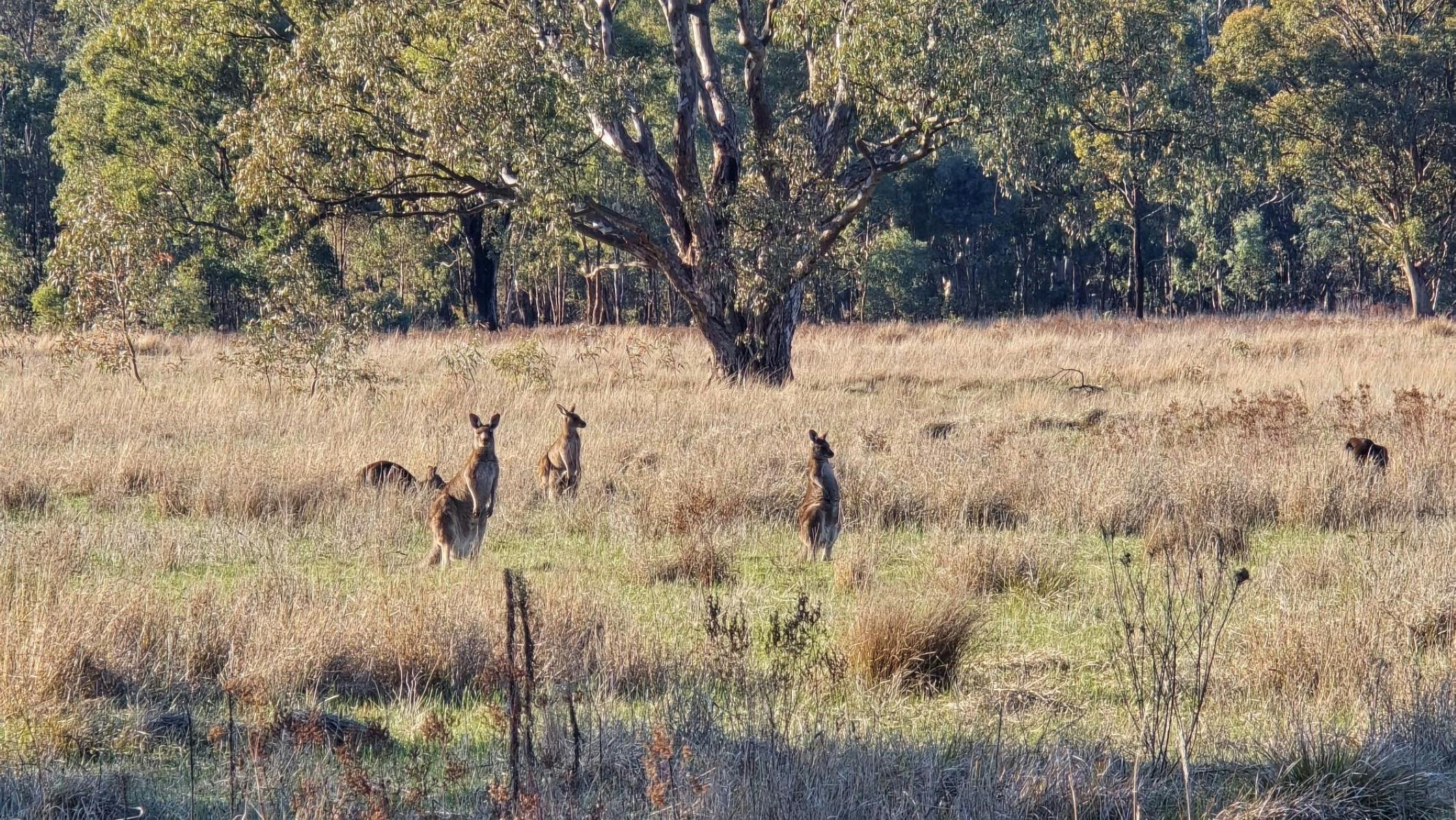 Kangaroos standing amongst green and brown grass with trees in the background
