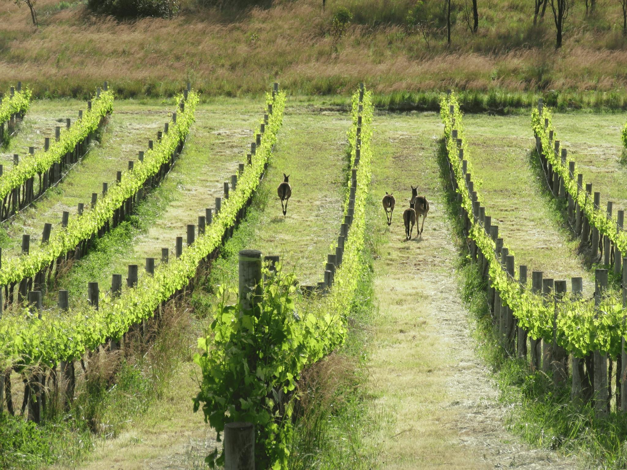 Kangaroos enjoying Inkwell Wines vineyard