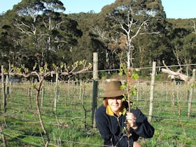 sinclairs gully vineyard