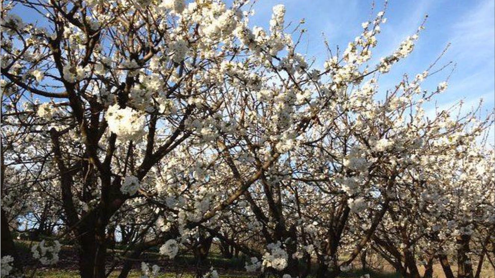 Allambie Orchard and Cafe