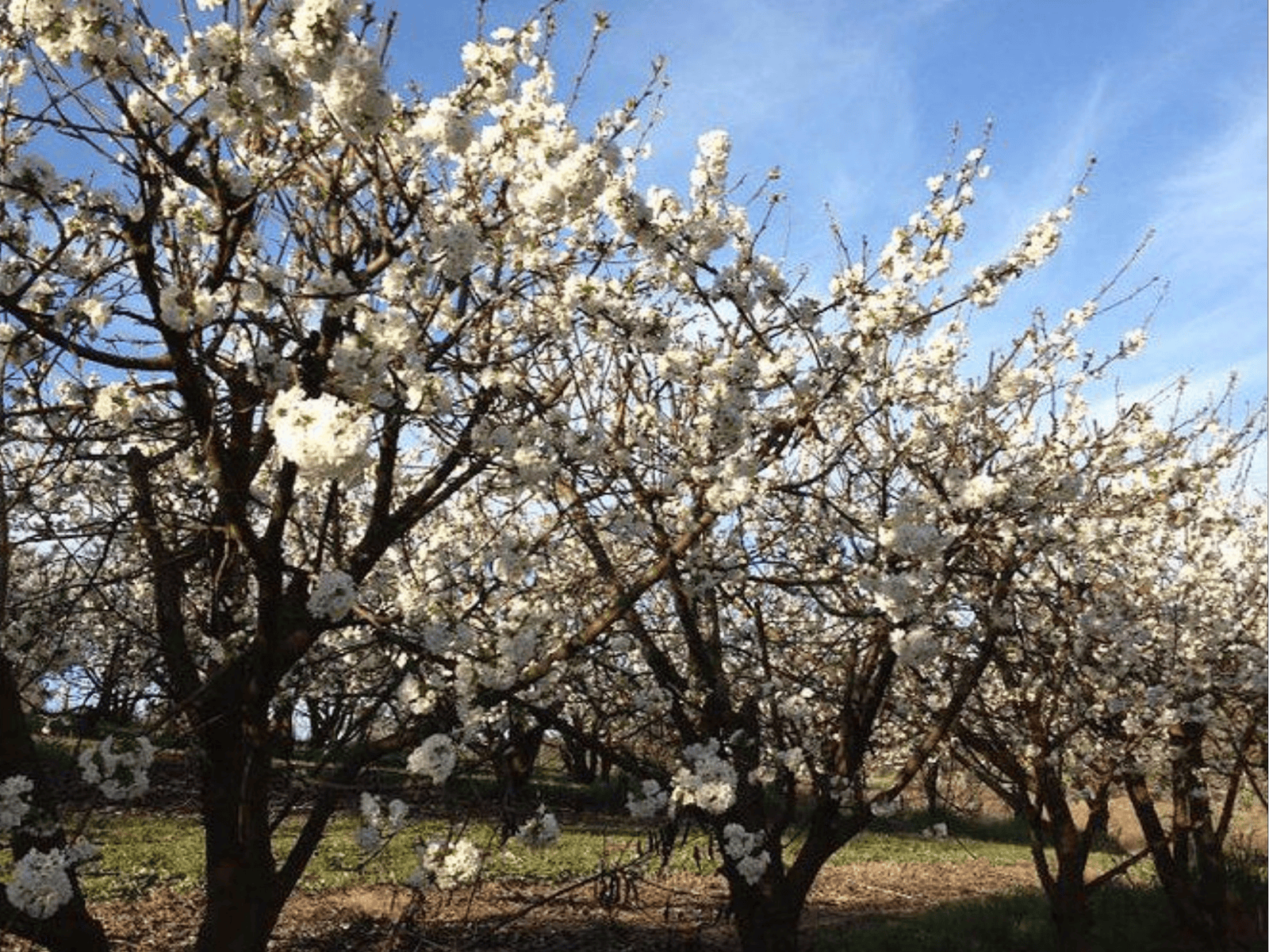 Allambie Obstgarten