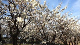 Allambie Orchard and Cafe