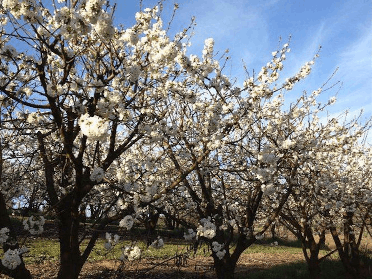 Allambie Orchard