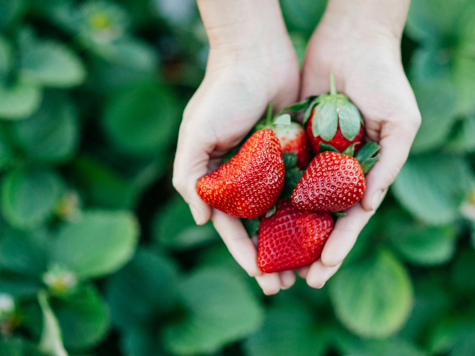 Image for Berry U-Pick Funday