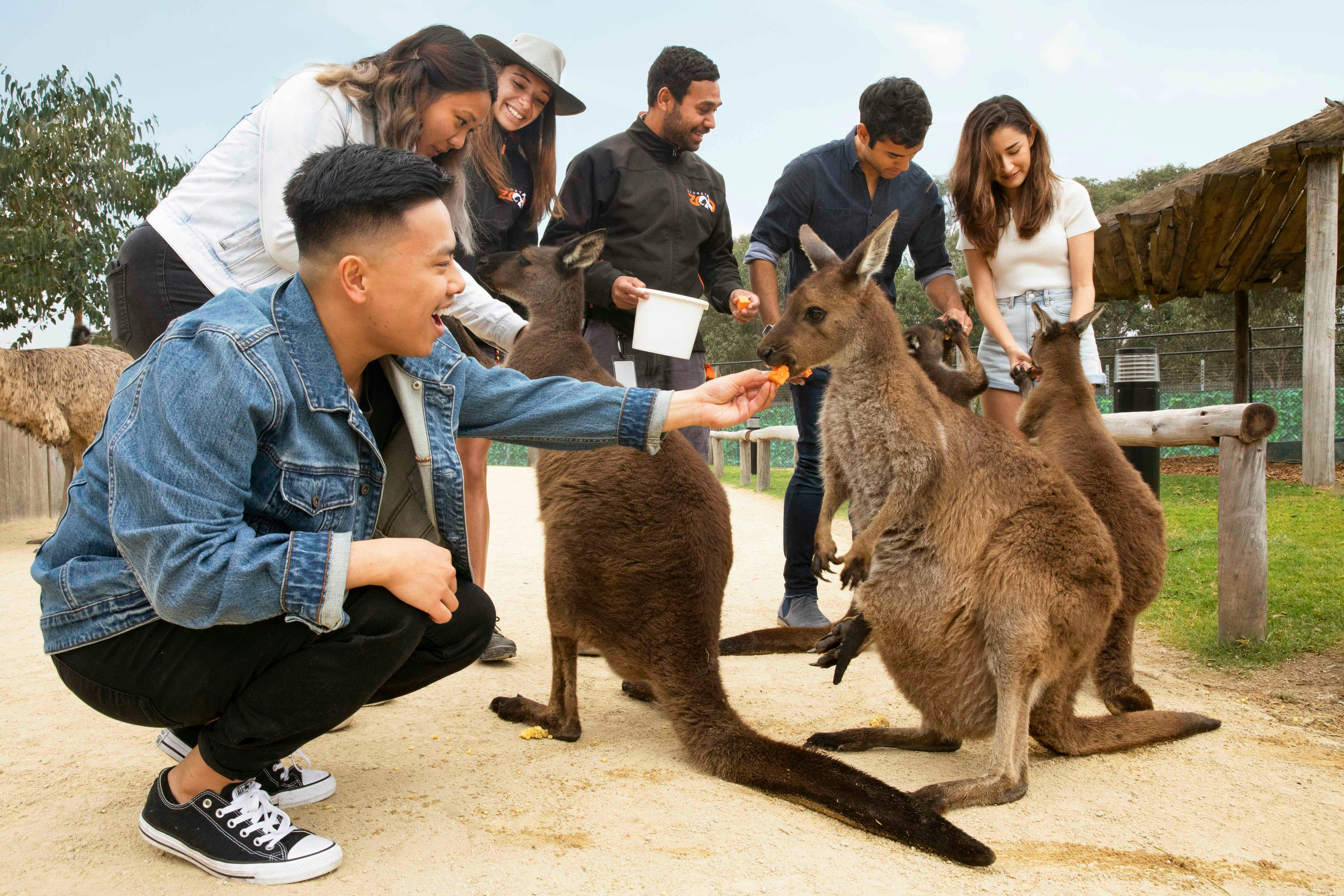 Feed the Kangaroos at Sydney Zoo