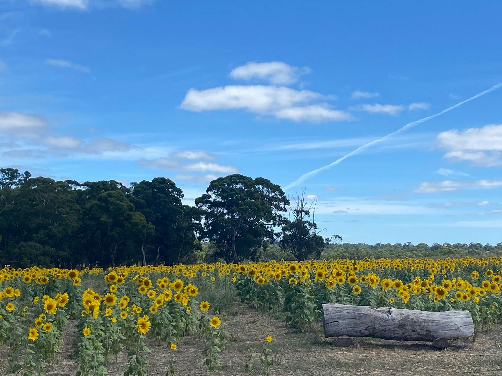 Atkins Farm Subnflower Farm