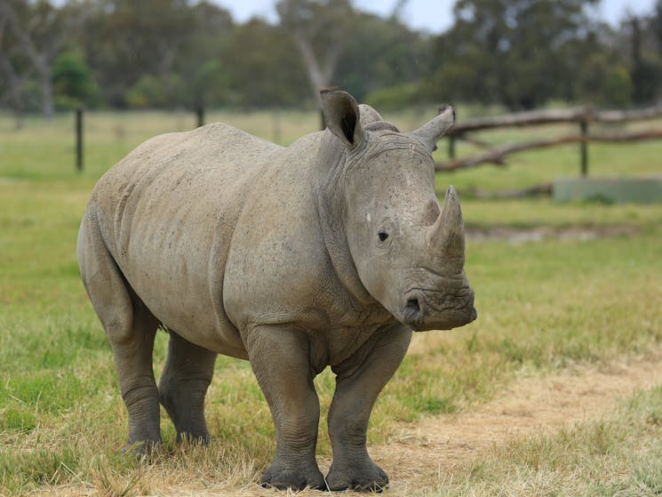 Southern White Rhino