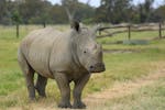 Southern White Rhino