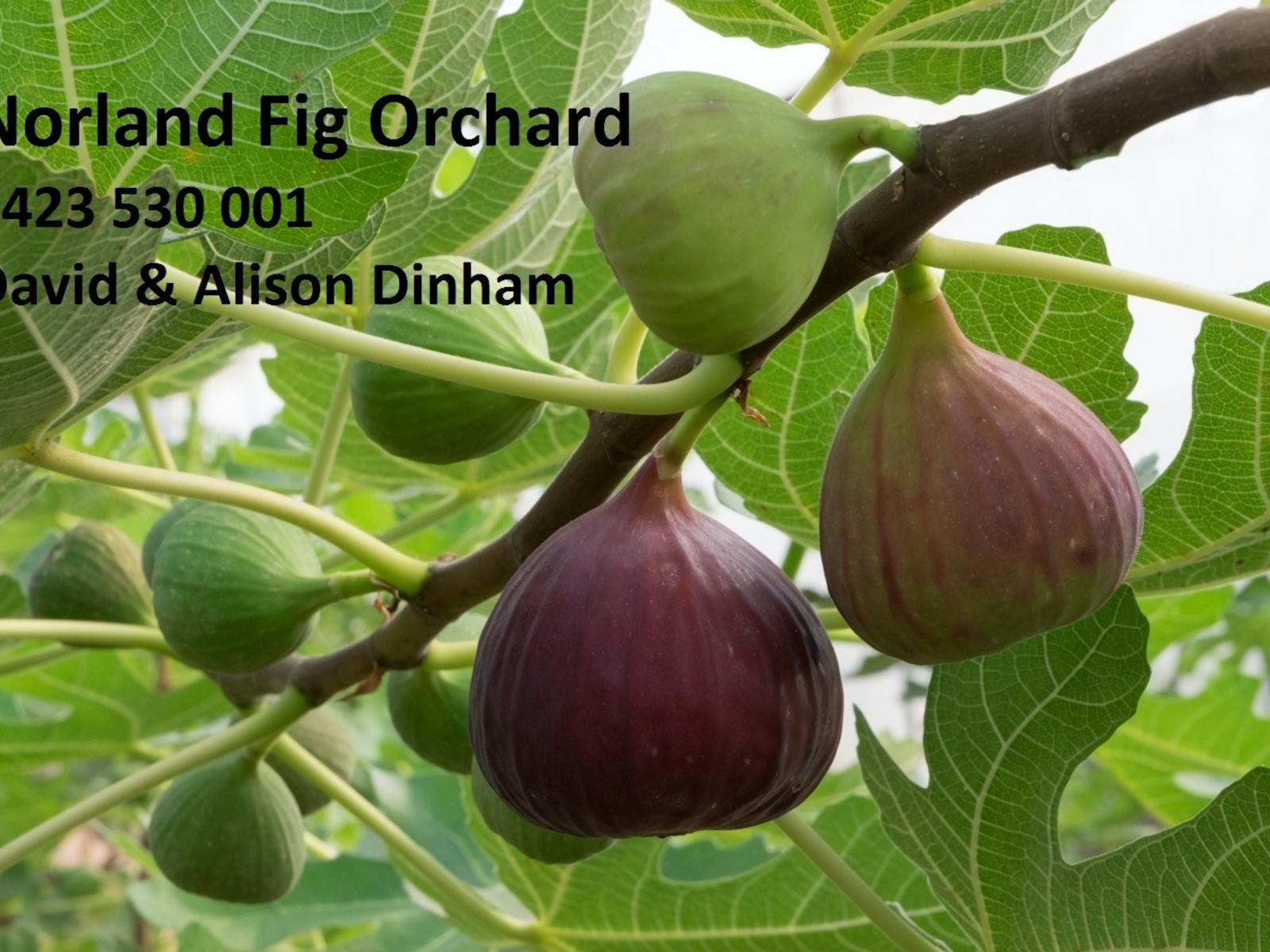 Image for Norland Fig Tour & Tasting