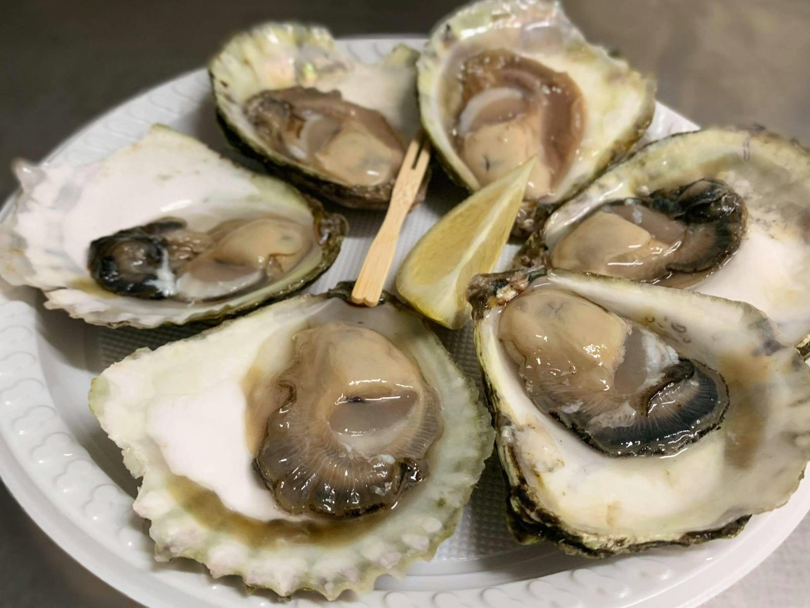 Angasi (unique winter native oyster)