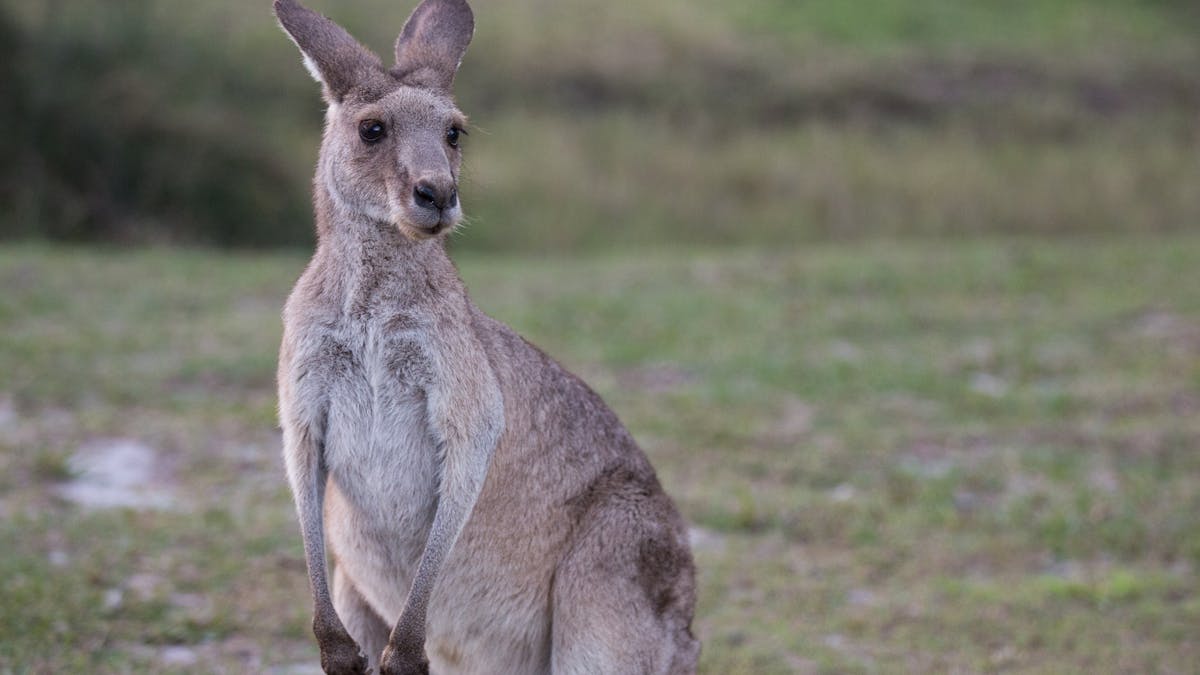 Kangaroo at Toorbul Beach, Moreton Bay Region