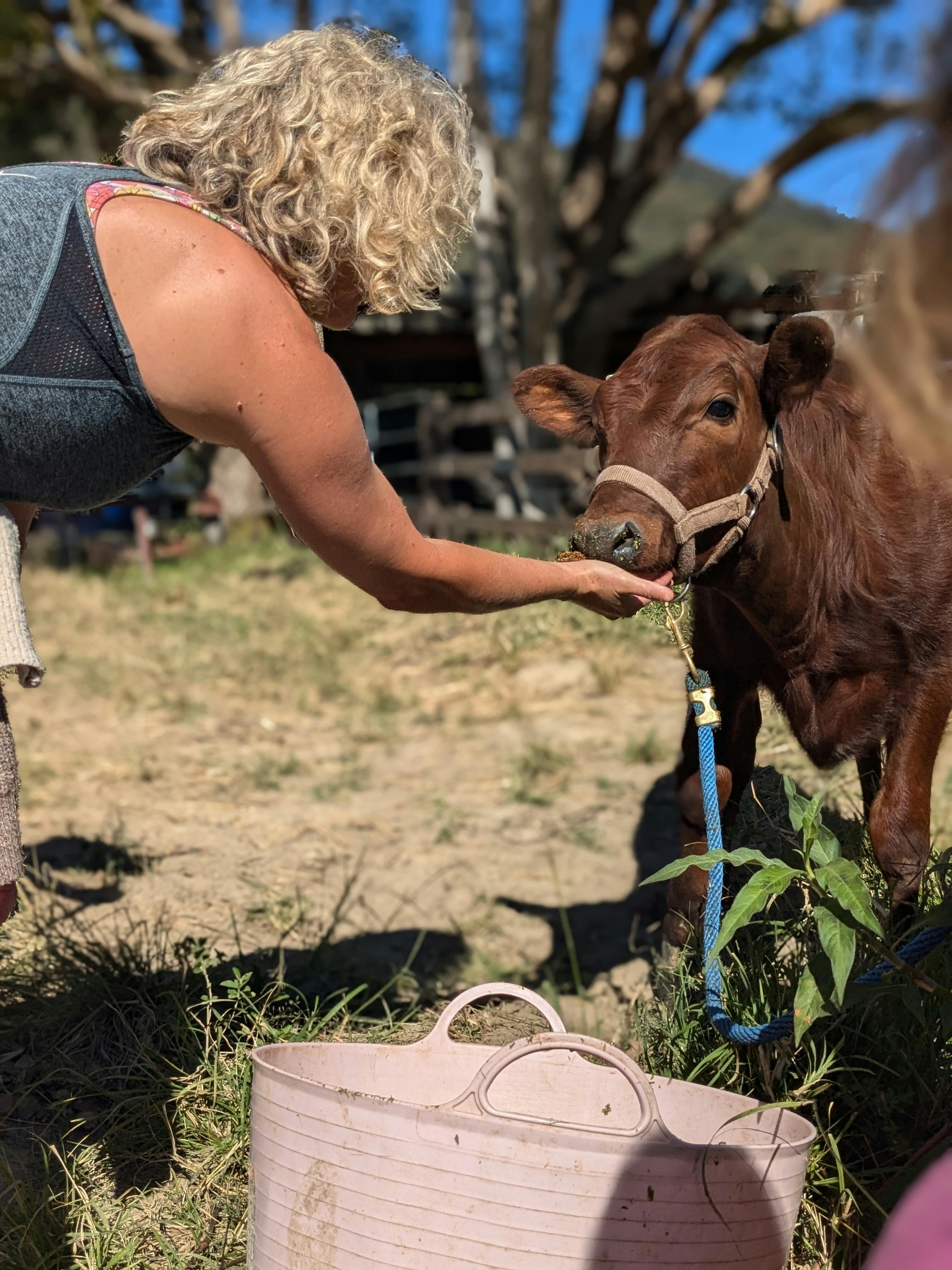 一位遊客正在餵養我們受保護的乳牛