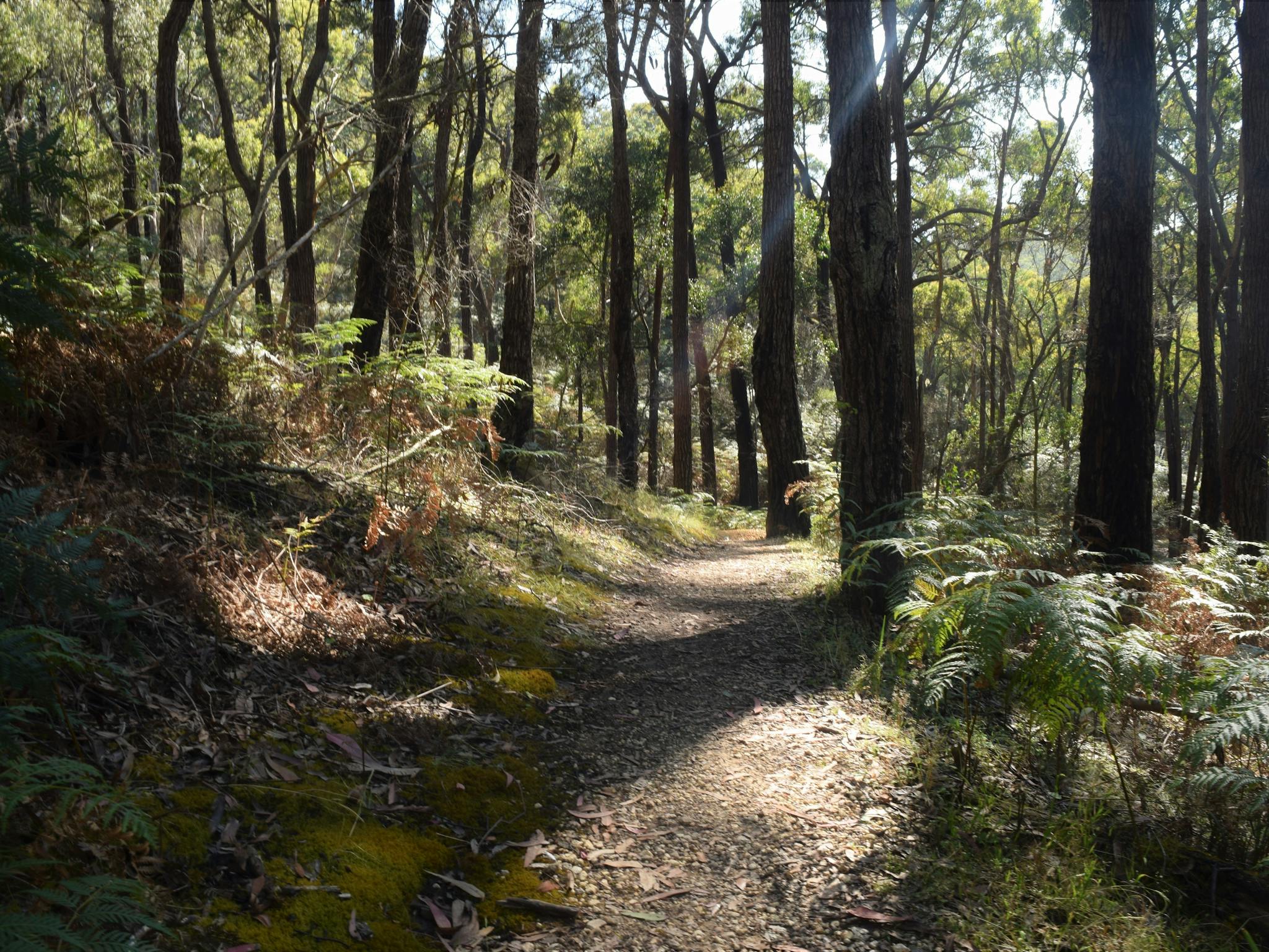 Surf Coast Walk ironbark basin