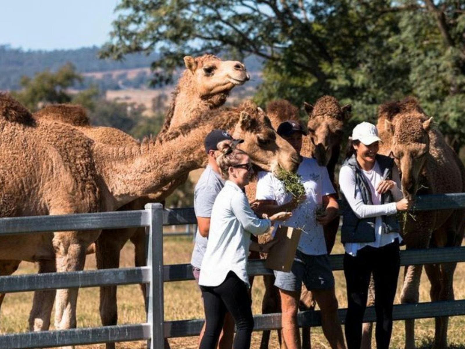 Mountain Wine Tours - One Hump Wine Tour - Discover the hidden gems