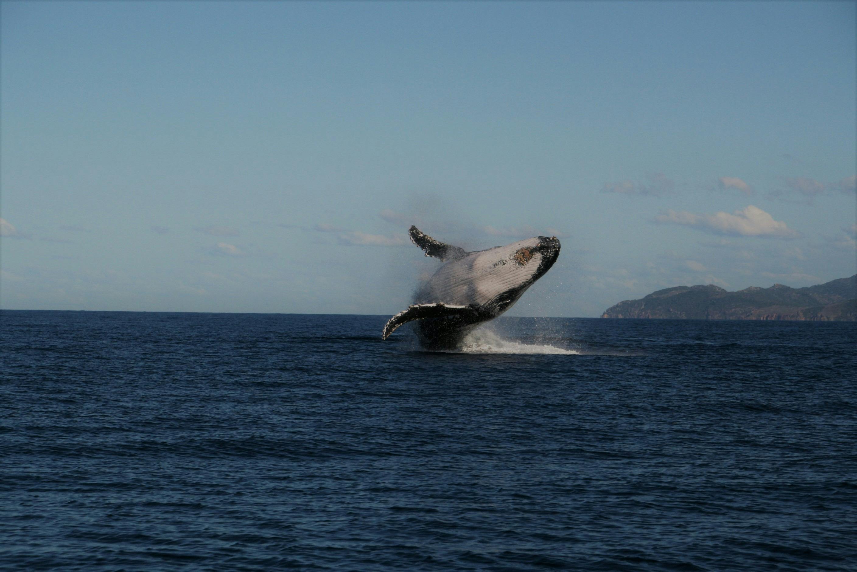 Whale Watching and Wildlife Cruise