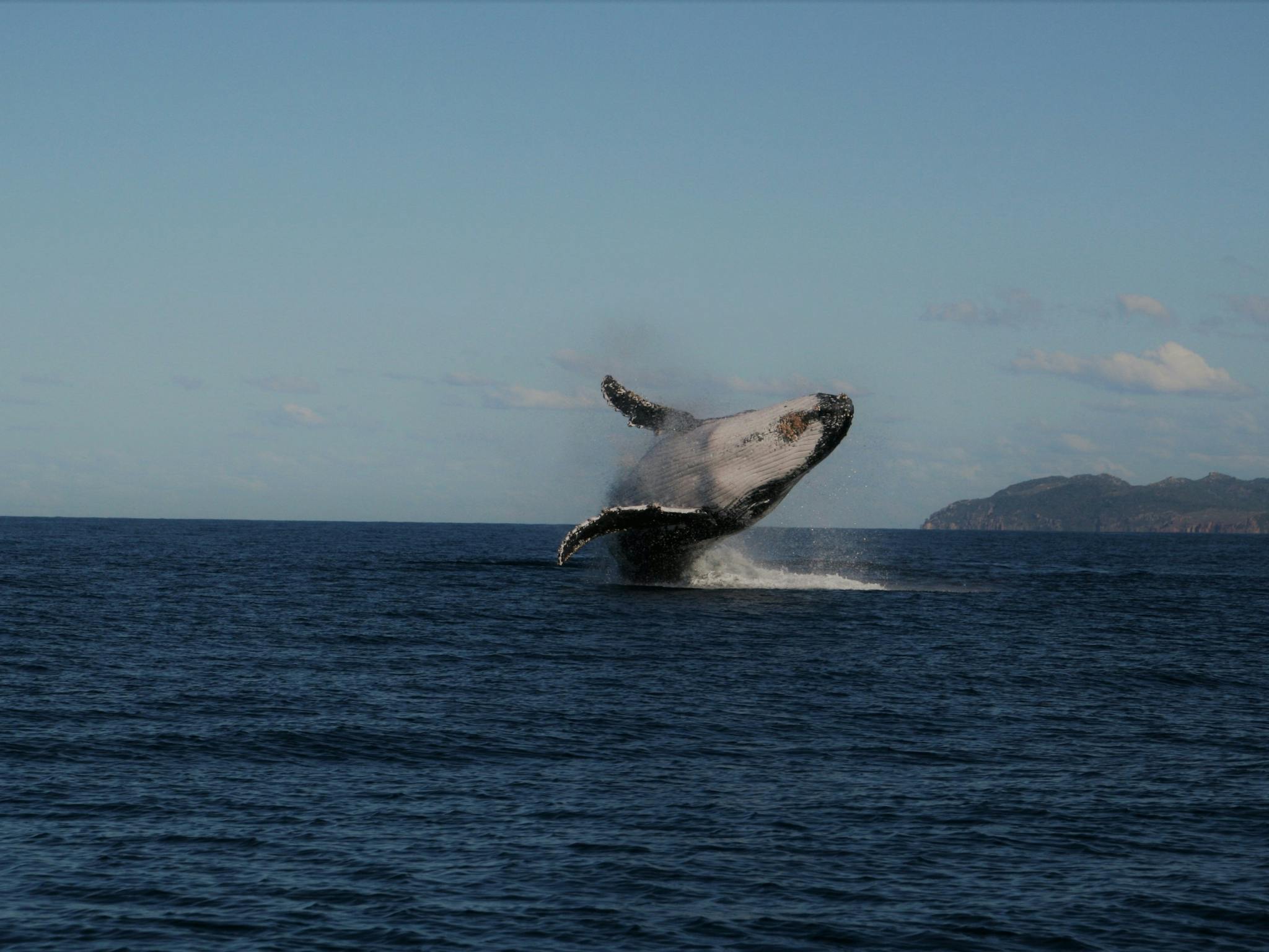 breaching whale breaching whale