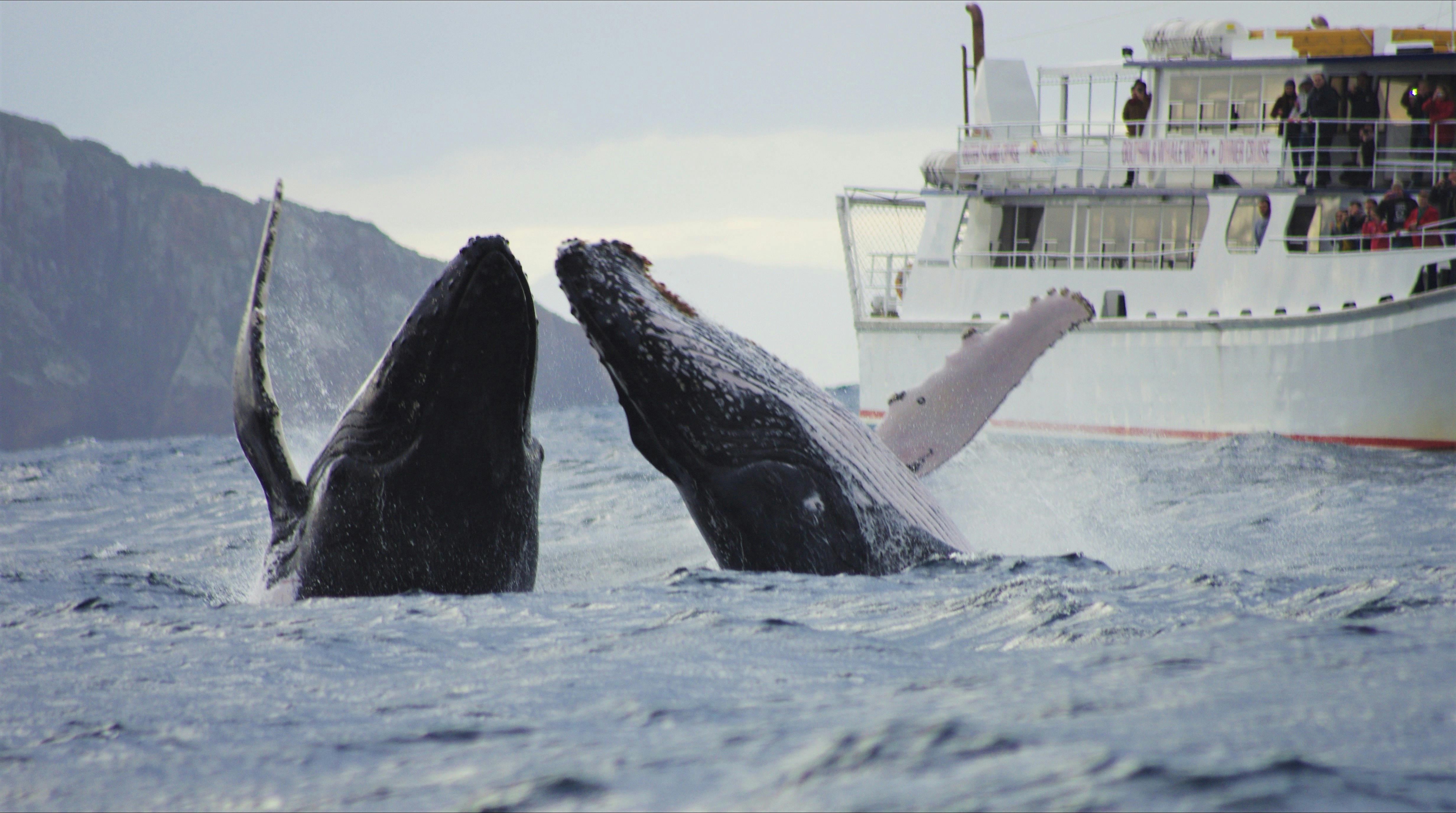 Walbeobachtungskreuzfahrt Port Stephens