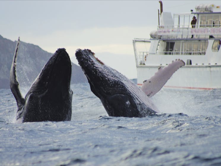 Whale watching cruise Port Stephens