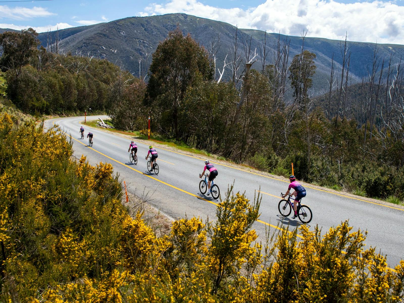A group of cyclists riding from Tawonga Gap to Falls Creek