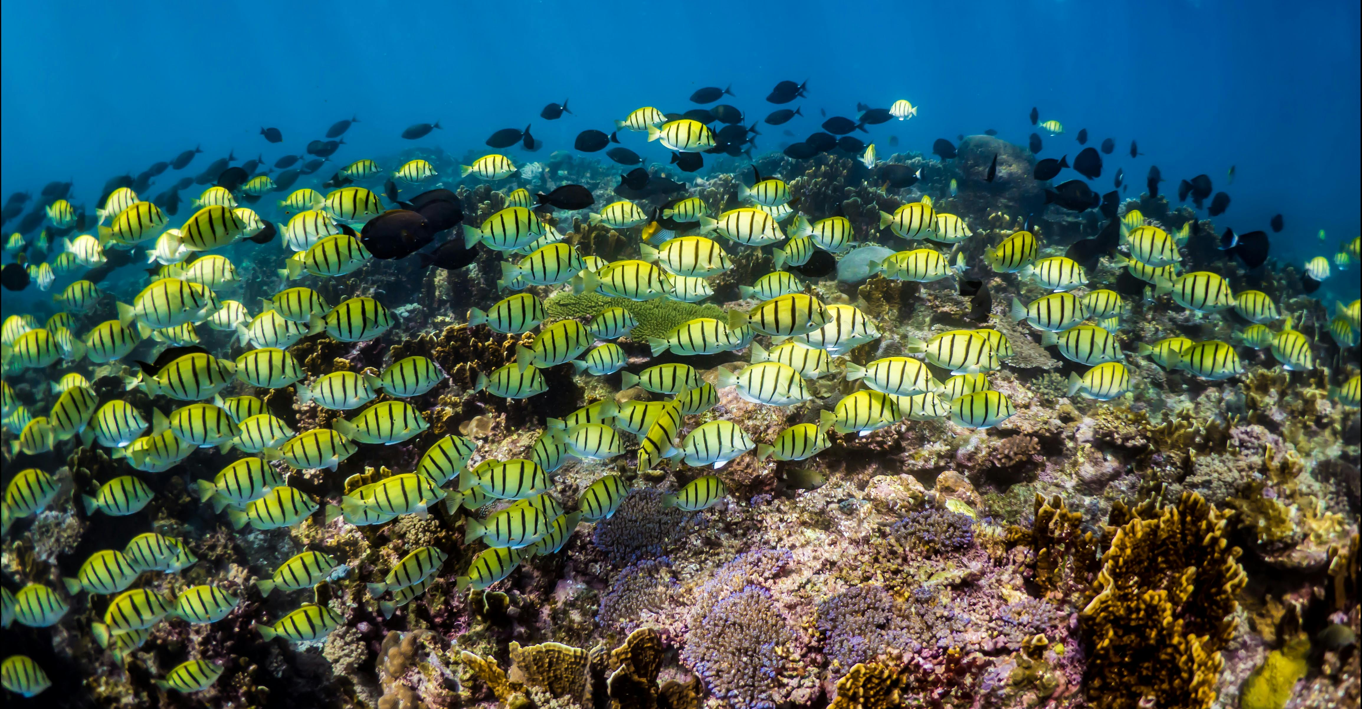 Ocean Eco Adventures, Exmouth, Western Austalia