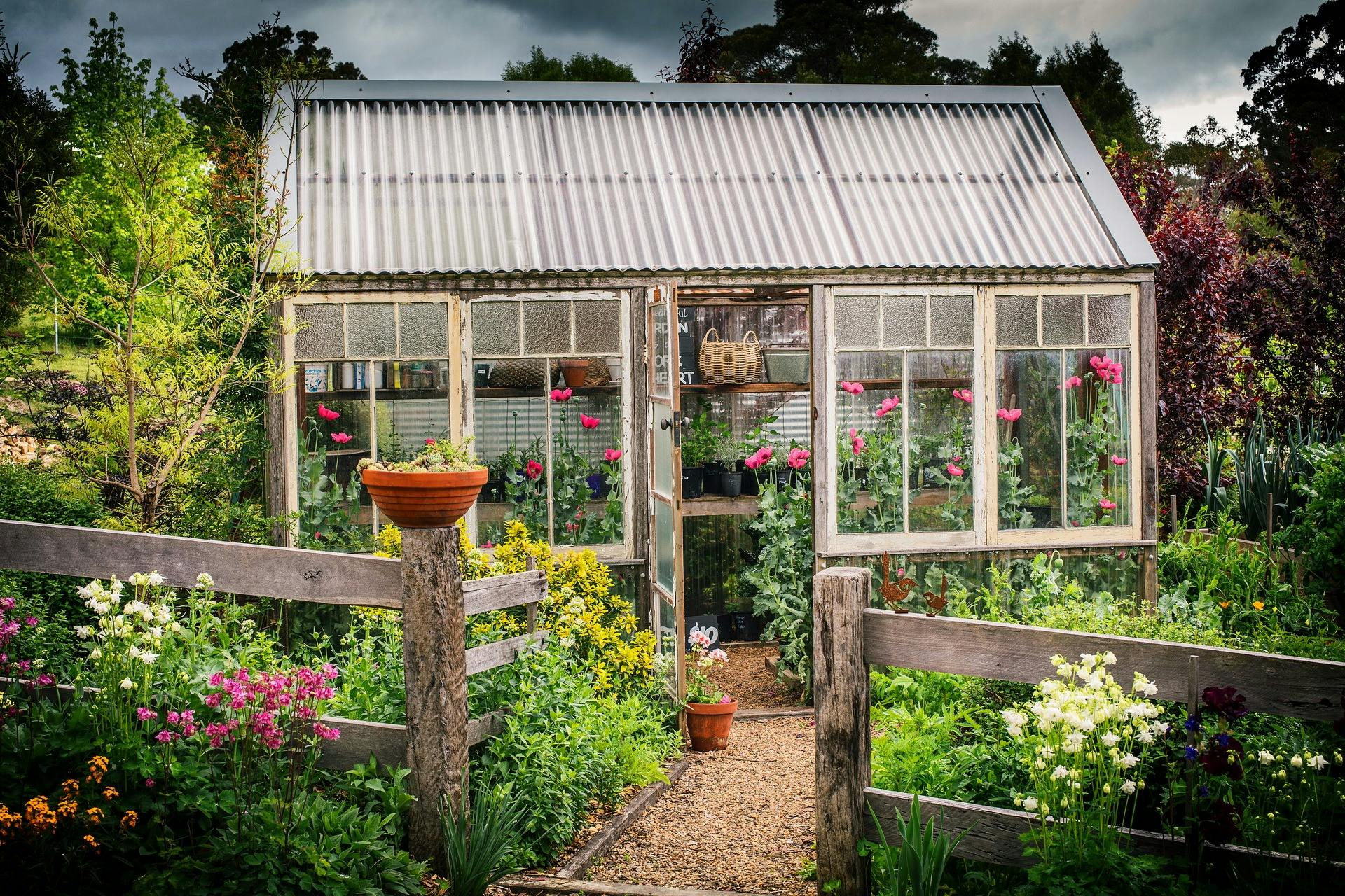 Hothouse with poppies. We will have plants for sale from the garden