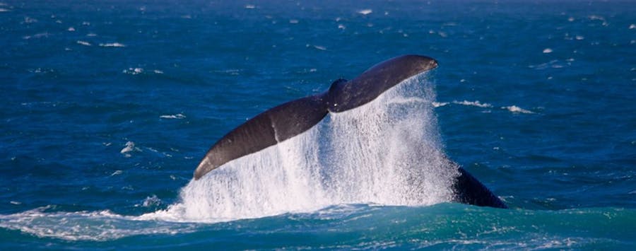 Head of the Bight (1)