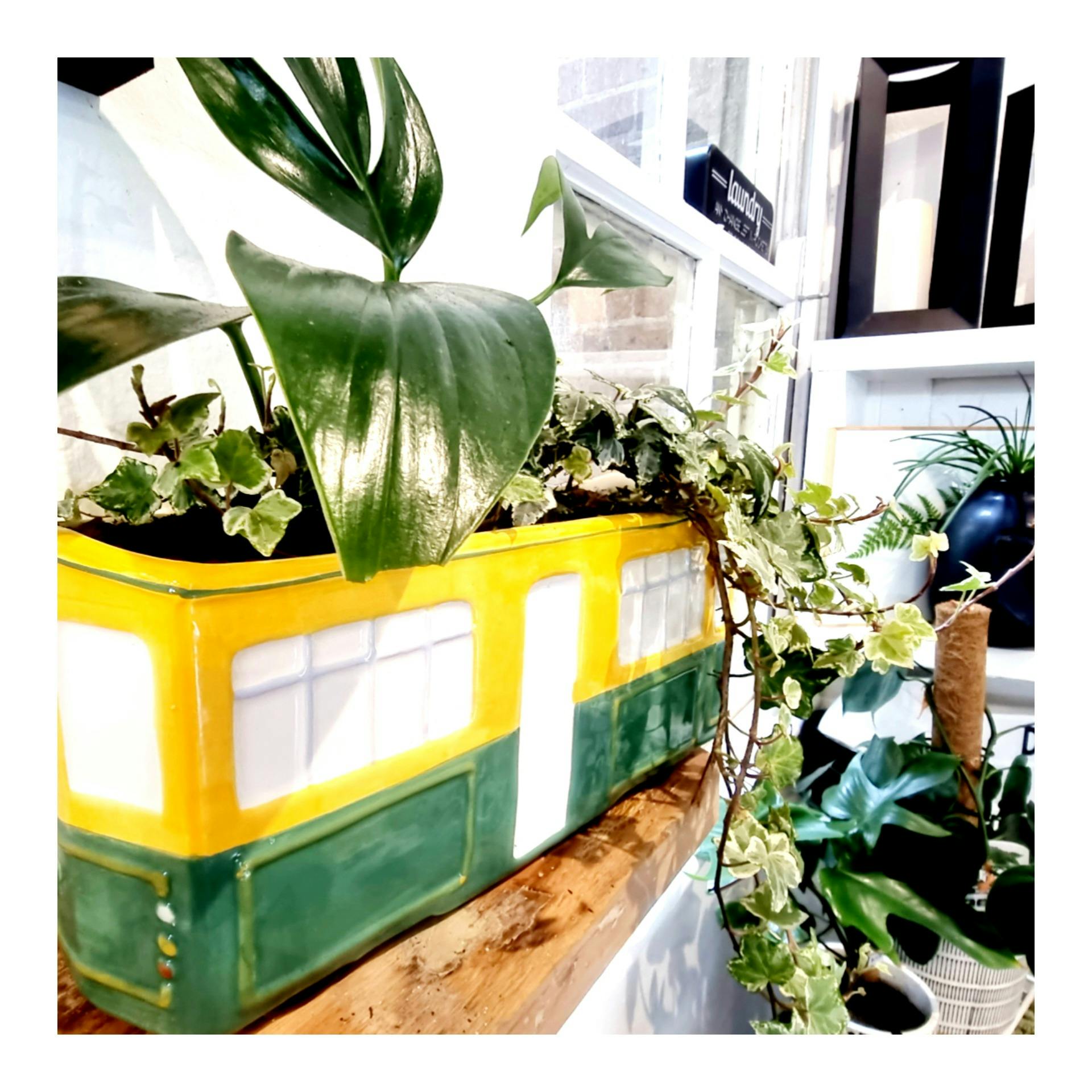 Plants n Pretty Pieces