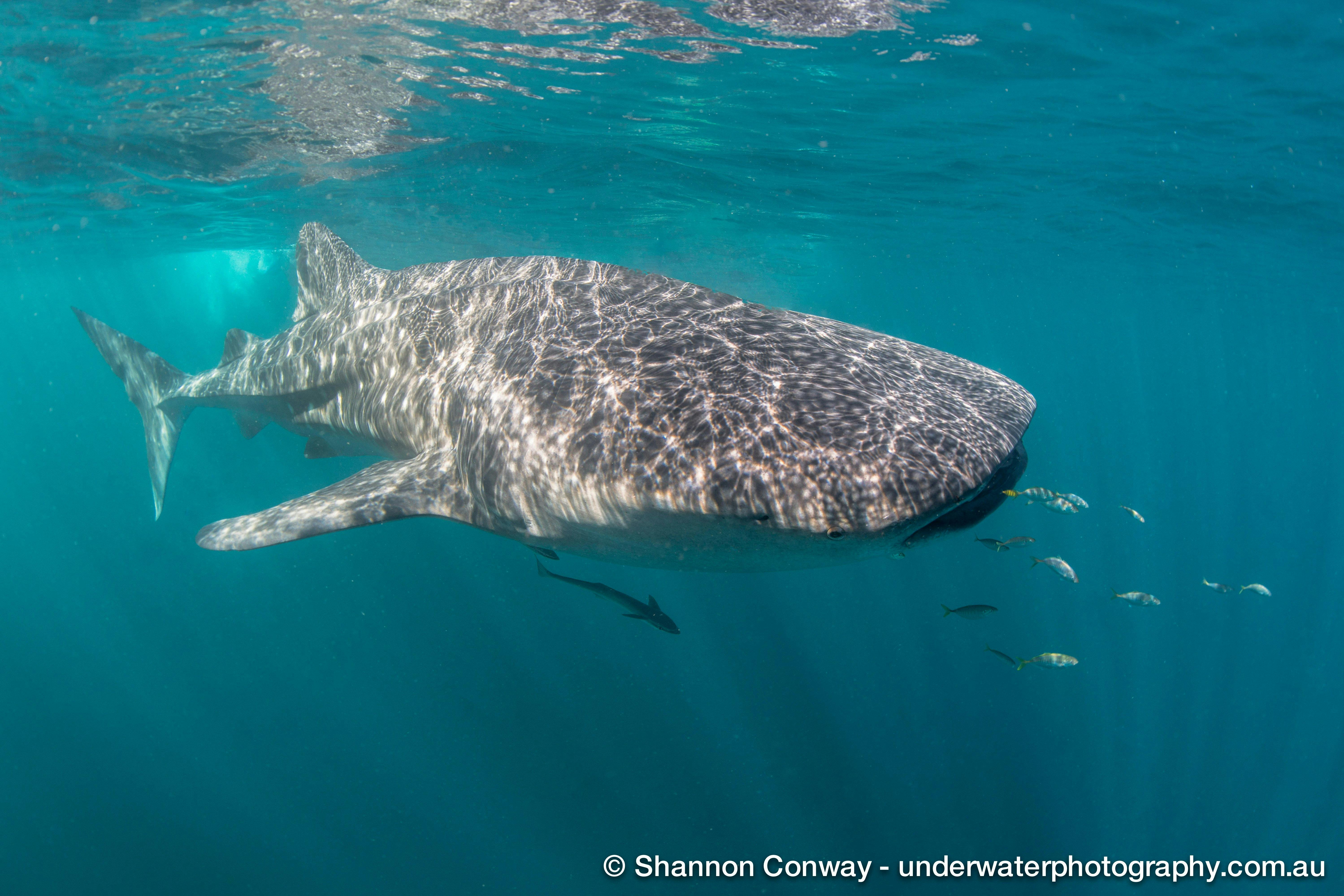 Exmouth Dive and Whalesharks Ningaloo, Exmouth, Western Australia