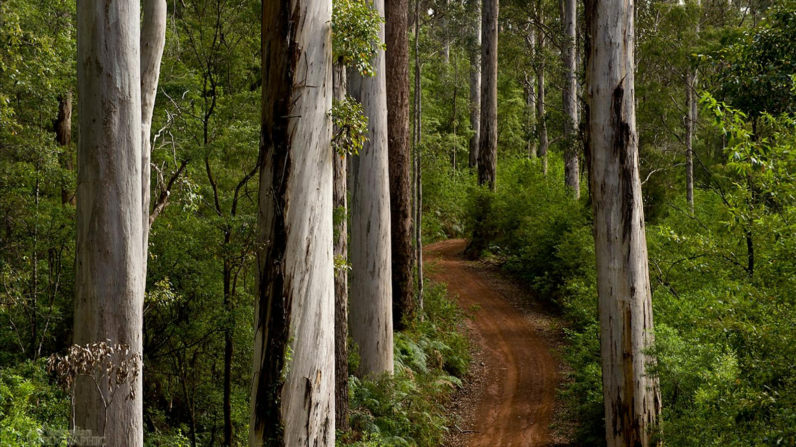 Karri Forest Margaret River