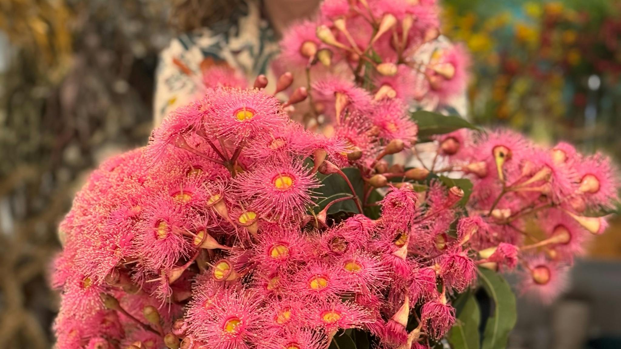 Hanging Rock Flowers grow their own natives
