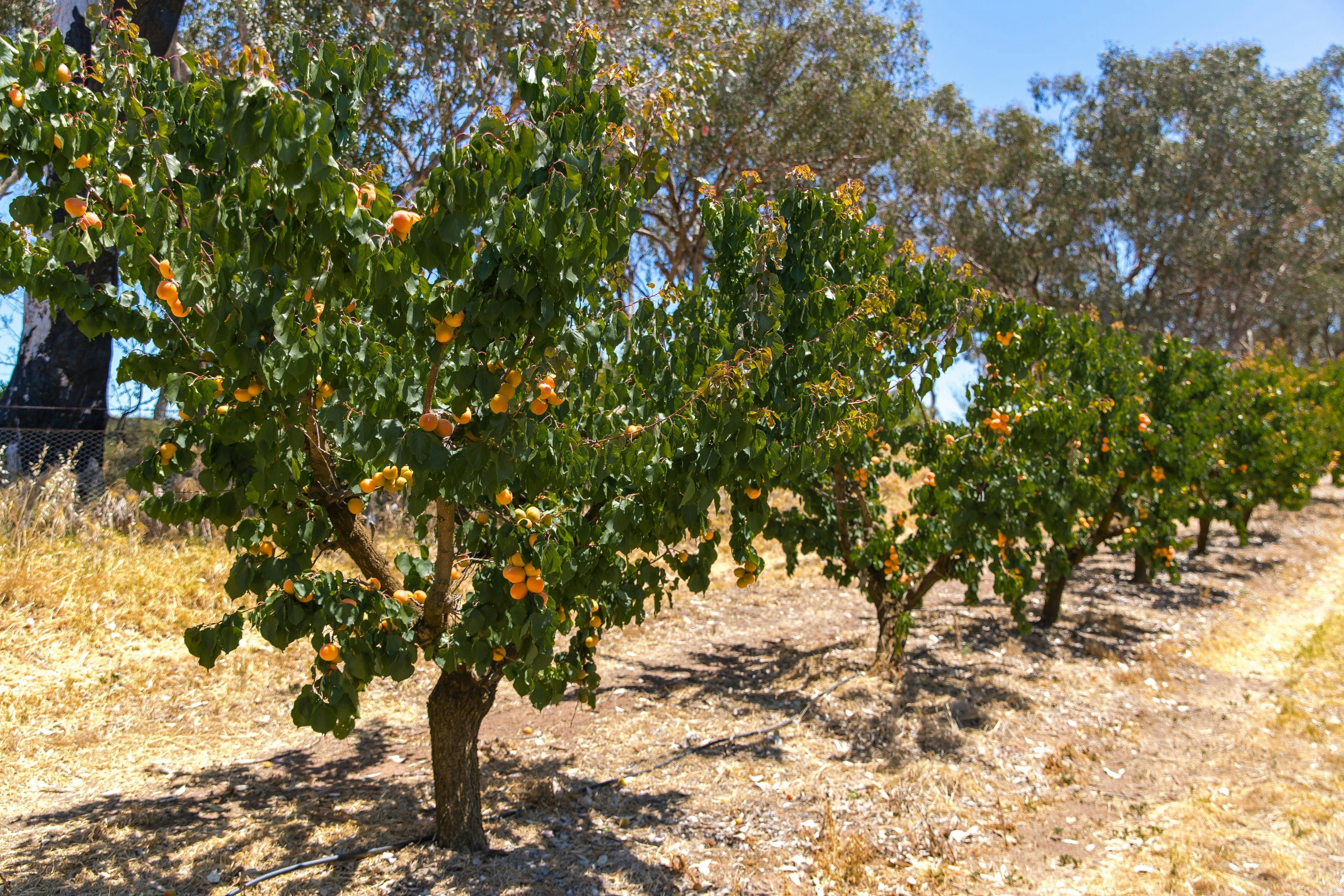 One of our apricot blocks which is avilable for PYO apricots