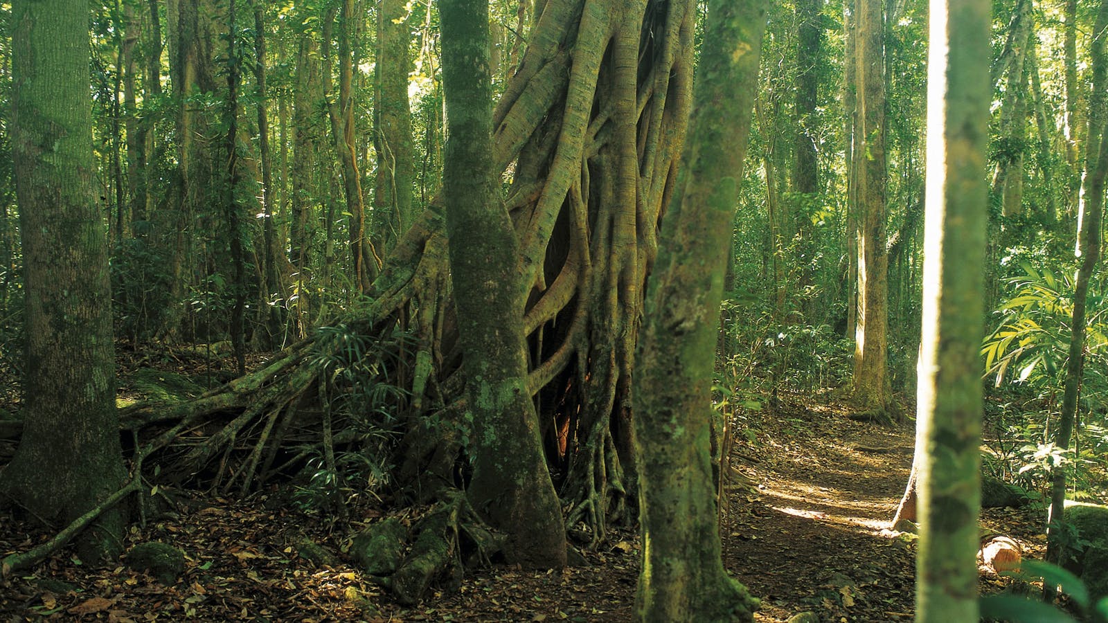 Binna Burra, Lamington National Park
